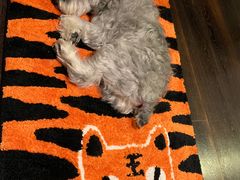 -PETKIT 小佩宠物·低压洗护·美容·寄养(安远店)