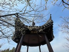 -香雪海
