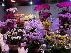 -朝来春花卉市场