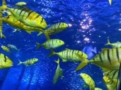 -太平洋海底世界