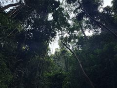 -西双版纳原始森林公园
