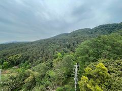 -铁山坪森林公园