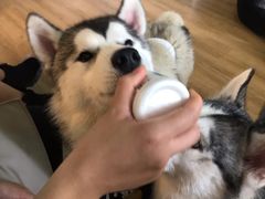 -Husky Go! 哈士奇体验馆·宠物咖啡厅狗咖