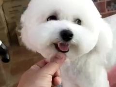 -宠匠·爱宠堡 PET CASTLE