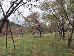 -天适樱花悠乐园