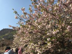 -樱花山风景区