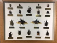 -上海昆虫博物馆