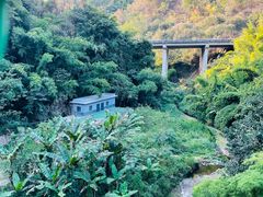 -西双版纳原始森林公园