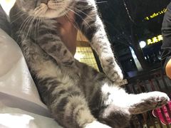 -爱宠屋pet shop·宠物洗澡·宠物美容