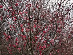 -蜀冈西峰生态公园