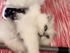 -派特宠物医院(圆融广场店)