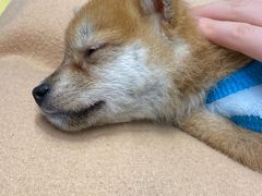 -逗柴咖啡屋·狗咖猫咖宠物桌游