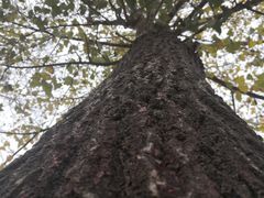 -淇河国家湿地公园