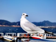 -海埂大坝