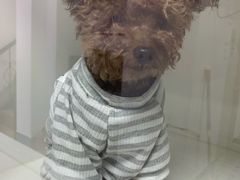 -宠颐生动物医院·心脏科·保险定点(锦阳分院)