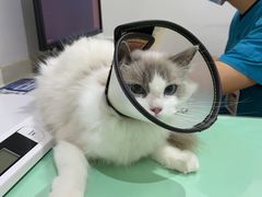-艾贝尔宠物医院·24H转诊中心·肿瘤猫专科(江宁双龙店)