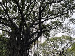 -荔湾湖公园