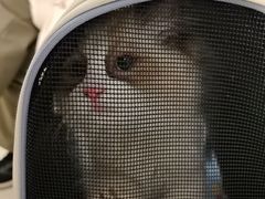 -美联众合动物医院·24h京西诊疗中心