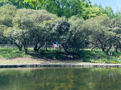 -上海共青森林公园