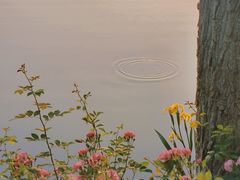 -洋湖国家湿地公园