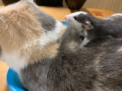 -藦茜花园宠物主题亲子互动体验馆(国顺东路店)