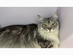 -北京观赏动物医院·24小时大型综合·猫专科·异宠专科
