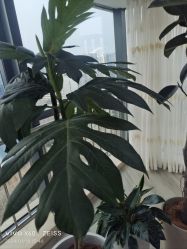 -HEYAN荷妍专业脱毛连锁机构