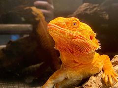 -酷以爬仙阁实体爬宠店·守宫·蜥蜴·专业繁育