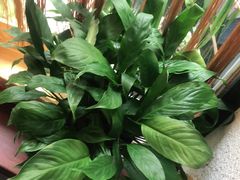 -手功王养生·足疗按摩·SPA·采耳(天府路店)