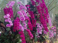 -北京植物园-展览温室