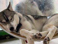 -Husky Go! 哈士奇体验馆·宠物咖啡厅狗咖