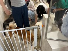 -共舞时光猫咖·狗咖(新街口店)
