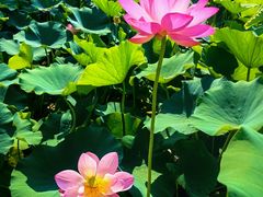 -莲花池公园