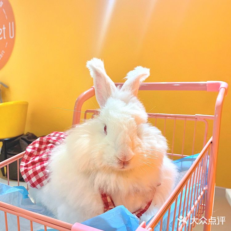 兔兔能有什么坏心思呢