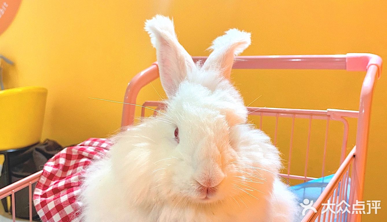 兔兔能有什么坏心思呢