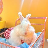 兔兔能有什么坏心思呢