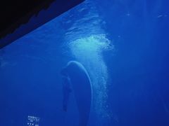 -多彩贵州城极地海洋世界