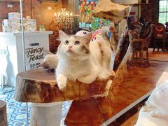 -more than meow吴止猫主题餐厅(承德 中船汇店)