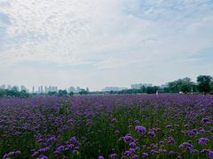 -洋湖国家湿地公园