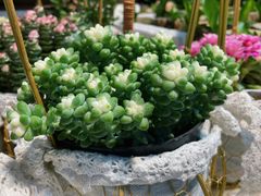 -循礼门鲜花花市(武汉循礼门店)