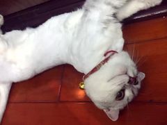 -佩兹宠物医院肿瘤专科·眼科·牙科(黄浦店)