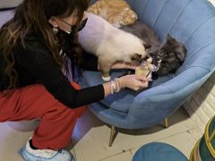 -平行世界·猫咖(首经贸店)