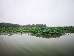 -白洋淀景区