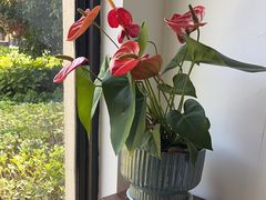 -荷风细雨·中国茶宴(碧云店)