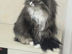 -乖乖宠物医院·猫科·骨科·24小时(云岗分院)