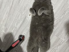 -芭比堂宠物医院·全科爱猫医院·仁德分院