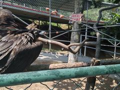 -西霞口神雕山野生动物世界