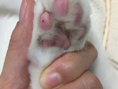 -宠爱国际动物医院·消化内科·心肾内科·ISFM猫友好(望京店)