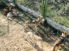 -鄂尔多斯野生动物园