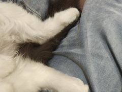 -楼上猫咖(罗湖店)